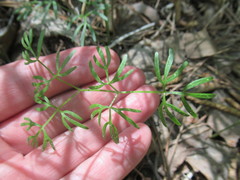 Ostericum tenuifolium