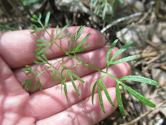 Ostericum tenuifolium