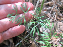 Ostericum tenuifolium