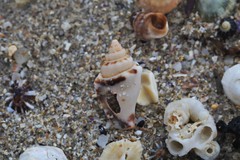 Canarium microurceum