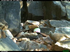 Petrophassa albipennis