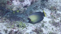 Acanthurus pyroferus