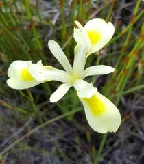 Moraea neglecta