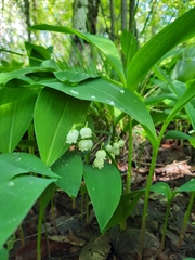 Convallaria majalis