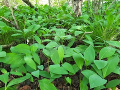 Convallaria majalis