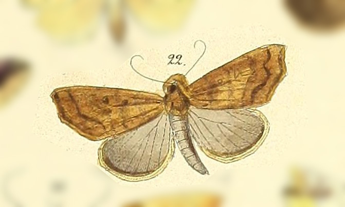 Rejectaria gallinalis