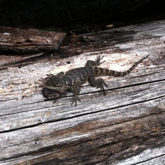 Sceloporus mucronatus