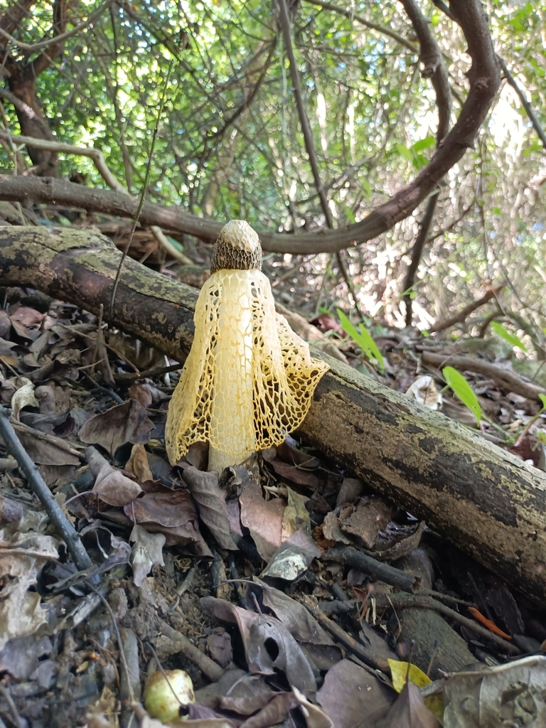 Phallus lutescens · June 2022 · photo: © ssnp129 (iNaturalist, cc-by)