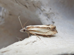 Eucosma radiatana