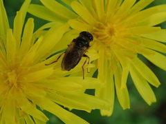 Cheilosia pagana