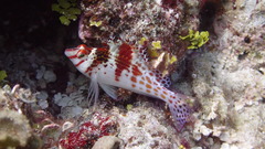 Cirrhitichthys falco