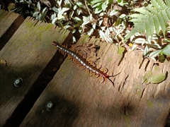Scolopendra subspinipes