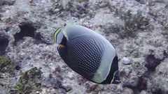 Chaetodon reticulatus