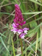 Anacamptis pyramidalis