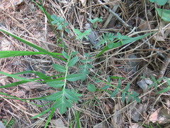 Valeriana alternifolia