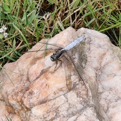 Orthetrum internum