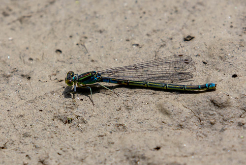 šidielko ixové (Erythromma viridulum)