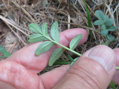Valeriana alternifolia
