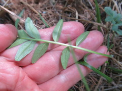 Valeriana alternifolia