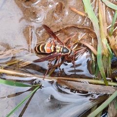 Polistes quadricingulatus