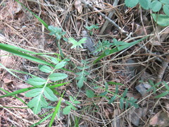 Valeriana alternifolia