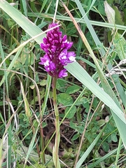 Anacamptis pyramidalis