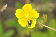 Cryptocephalus vittatus