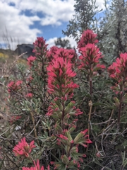 Castilleja angustifolia angustifolia