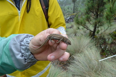 Sceloporus bicanthalis