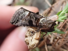 Abrostola tripartita