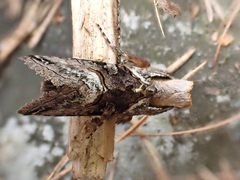 Abrostola tripartita