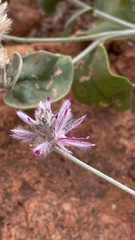 Ptilotus sessilifolius