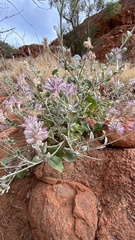 Ptilotus sessilifolius
