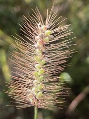 Setaria surgens