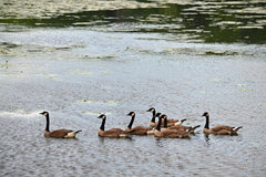 Branta canadensis