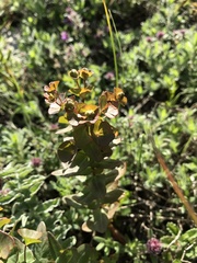 Euphorbia condylocarpa