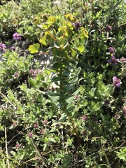 Euphorbia condylocarpa