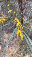 Acacia olgana