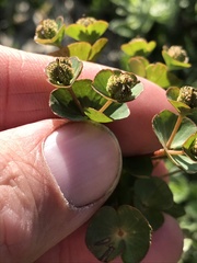 Euphorbia condylocarpa