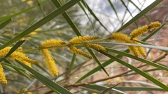 Acacia olgana