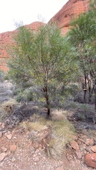 Acacia olgana