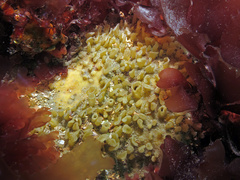 Polymastia penicillus