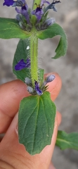 Ajuga genevensis