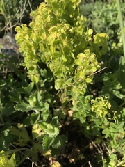 Cruciata taurica