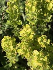 Cruciata taurica