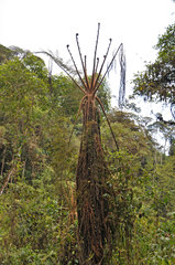 Sphaeropteris