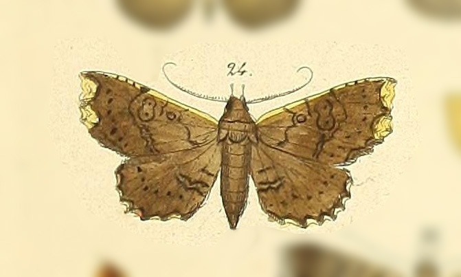 Oxidercia acripennis