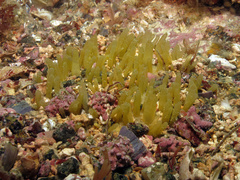 Polymastia penicillus