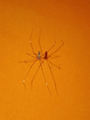 Smeringopus pallidus