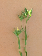 Linum strictum